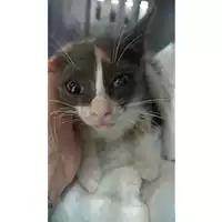 Foto dell\'animale gatto - Matr. 2023/1346 - Microchip 380260044747988