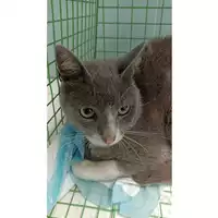 Foto dell\'animale gatto - Matr. 2023/1348 - Microchip 380260044747844