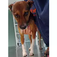 Foto dell\'animale cane - Matr. 2023/1350 - Microchip 380260045021111