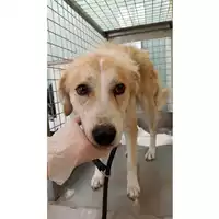 Foto dell\'animale cane - Matr. 2023/1351 - Microchip 380260045016148