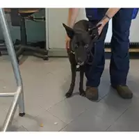 Foto dell\'animale cane - Matr. 2018/0428 - Microchip 38026003499727 