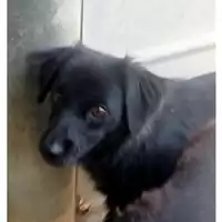 Foto dell\'animale cane - Matr. 2023/1352 - Microchip 380260045015881
