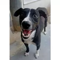 Foto dell\'animale cane - Matr. 2023/1353 - Microchip 380260045015615
