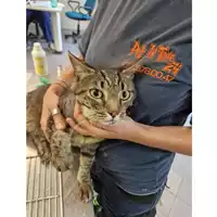 Foto dell\'animale gatto - Matr. 2023/1355 - Microchip 380260045021345