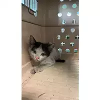 Foto dell\'animale gatto - Matr. 2023/1357 - Microchip 380260045016008