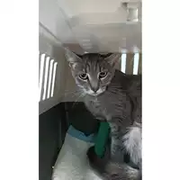 Foto dell\'animale gatto - Matr. 2023/1358 - Microchip 380260045015574
