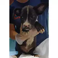 Foto dell\'animale cane - Matr. 2023/1359 - Microchip 380260045021056