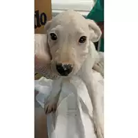 Foto dell\'animale cane - Matr. 2023/1360 - Microchip 380260045021173