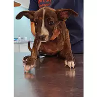 Foto dell\'animale cane - Matr. 2023/1361 - Microchip 380260045021393