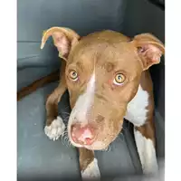 Foto dell\'animale cane - Matr. 2023/1363 - Microchip 380260045020606