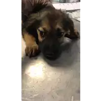 Foto dell\'animale cane - Matr. 2017/1289 - Microchip 380260043269142