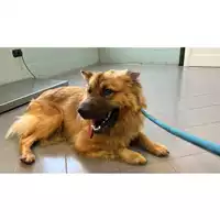 Foto dell\'animale cane - Matr. 2023/1364 - Microchip 380260045020733