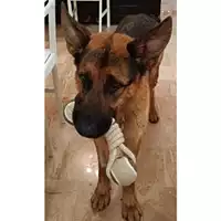 Foto dell\'animale cane - Matr. 2023/0262 - Microchip 380260044635540
