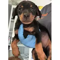 Foto dell\'animale cane - Matr. 2023/1370 - Microchip 380260045021395