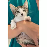Foto dell\'animale gatto - Matr. 2023/1365 - Microchip 380260045021522