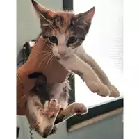 Foto dell\'animale gatto - Matr. 2023/1366 - Microchip 380260045016114