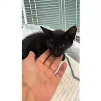 Foto dell\'animale gatto - Matr. 2023/1368 - Microchip 380260045016142