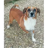 Foto dell\'animale cane - Matr. 2015/1581 - Microchip 380260042530716