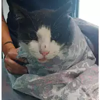 Foto dell\'animale gatto - Matr. 2023/1376 - Microchip 380260045071781