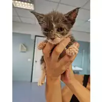 Foto dell\'animale gatto - Matr. 2023/1380 - Microchip 380260045072448