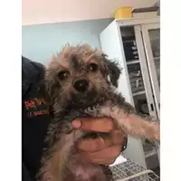 Foto dell\'animale cane - Matr. 2023/1384 - Microchip 380260045071501