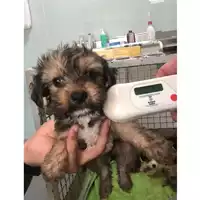 Foto dell\'animale cane - Matr. 2023/1385 - Microchip 380260045072130