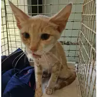 Foto dell\'animale gatto - Matr. 2023/1389 - Microchip 380260045013519