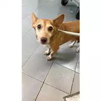 Foto dell\'animale cane - Matr. 2023/1392 - Microchip 380260045012607