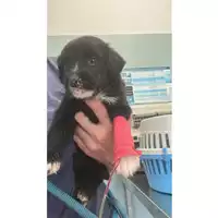 Foto dell\'animale cane - Matr. 2023/1397 - Microchip 380260045072303