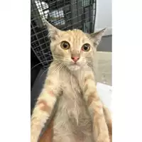 Foto dell\'animale gatto - Matr. 2023/1400 - Microchip 380260045072365