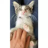 Foto dell\'animale gatto - Matr. 2023/1398 - Microchip 380260045071958