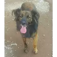 Foto dell\'animale cane - Matr. 2017/1293 - Microchip 380260043310290