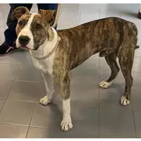 Foto dell\'animale cane - Matr. 2023/1404 - Microchip 380260045072273