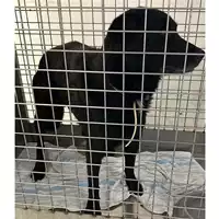Foto dell\'animale cane - Matr. 2023/1405 - Microchip 380260042530709