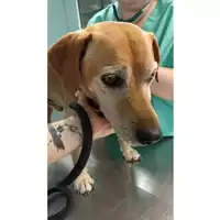 Foto dell\'animale cane - Matr. 2023/1407 - Microchip 380260045071898