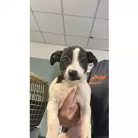 Foto dell\'animale cane - Matr. 2023/1410 - Microchip 380260045072413
