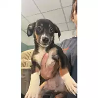 cane - Matr. 2023/1413 - Microchip 380260045072422