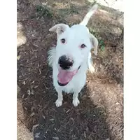 Foto dell\'animale cane - Matr. 2022/1498 - Microchip 380260044733012