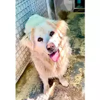 Foto dell\'animale cane - Matr. 2021/0963 - Microchip 380260040163886