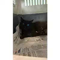 Foto dell\'animale gatto - Matr. 2023/1422 - Microchip 380260045071875
