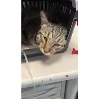Foto dell\'animale gatto - Matr. 2023/1423 - Microchip 380260045072379