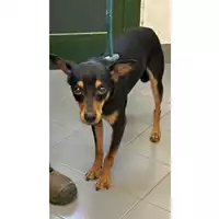 Foto dell\'animale cane - Matr. 2023/1430 - Microchip 380260045016182