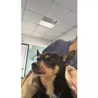 Foto dell\'animale cane - Matr. 2023/1431 - Microchip 380260045016257