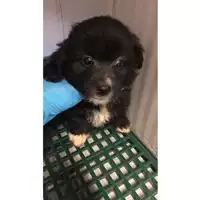 Foto dell\'animale cane - Matr. 2023/1433 - Microchip 380260045071696