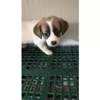 Foto dell\'animale cane - Matr. 2023/1434 - Microchip 380260045072270