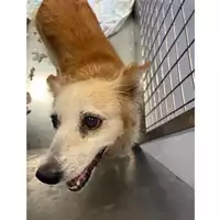 Foto dell\'animale cane - Matr. 2023/1447 - Microchip 380260045071513