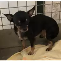 Foto dell\'animale cane - Matr. 2023/1450 - Microchip 380260045071829