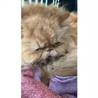 Foto dell\'animale gatto - Matr. 2023/1458 - Microchip 380260045071945