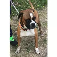 cane - Matr. 2023/1453 - Microchip 380260102480863