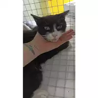 Foto dell\'animale gatto - Matr. 2023/1460 - Microchip 380260045071821
